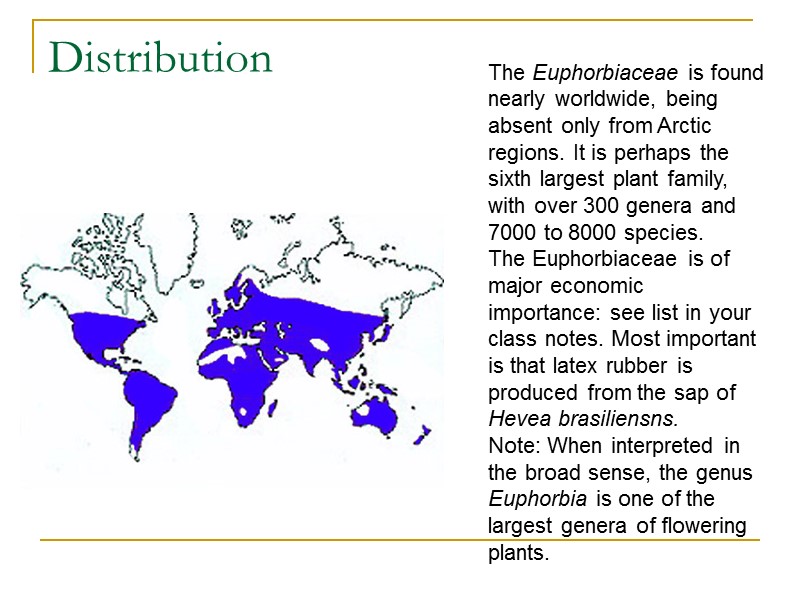 Distribution The Euphorbiaceae is found nearly worldwide, being absent only from Arctic regions. It